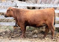 Red Hamco Goldie 17S