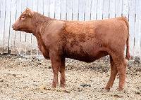 Red Hamco Lass 206T