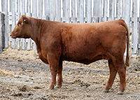 Red Hamco Princess 230S