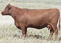 Red Mac Goldie 57G