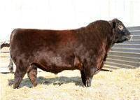 Red Brylor RSTD High Capacity