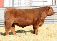 Red Hamco Nickers 372S - son of Red Glacier Nyack 688