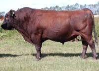 Red Mac Fore 69H
